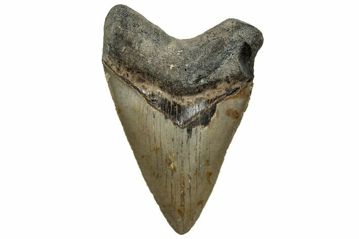 Serrated, Fossil Megalodon Tooth - North Carolina #328272